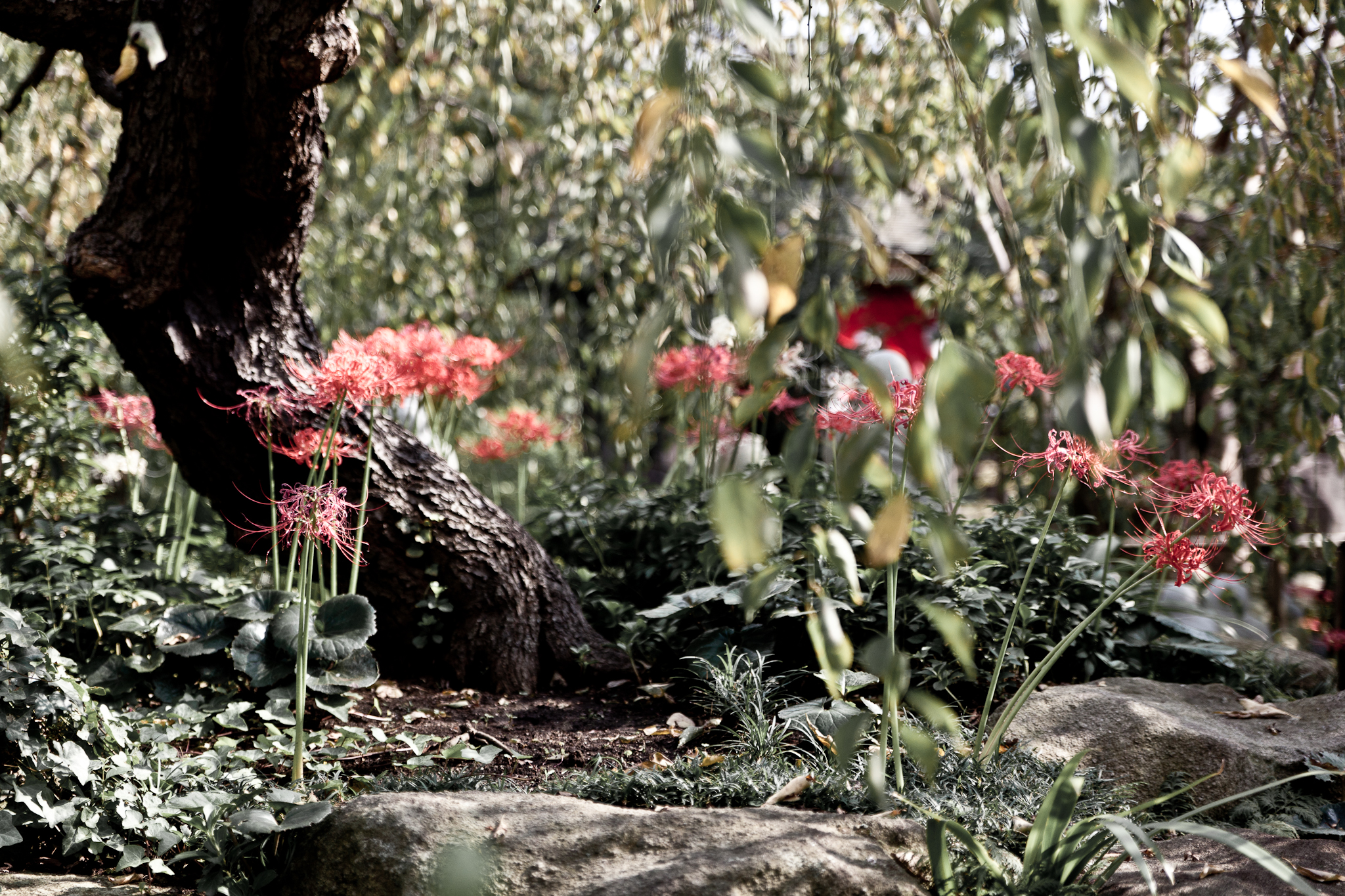 画像関連:常泉寺