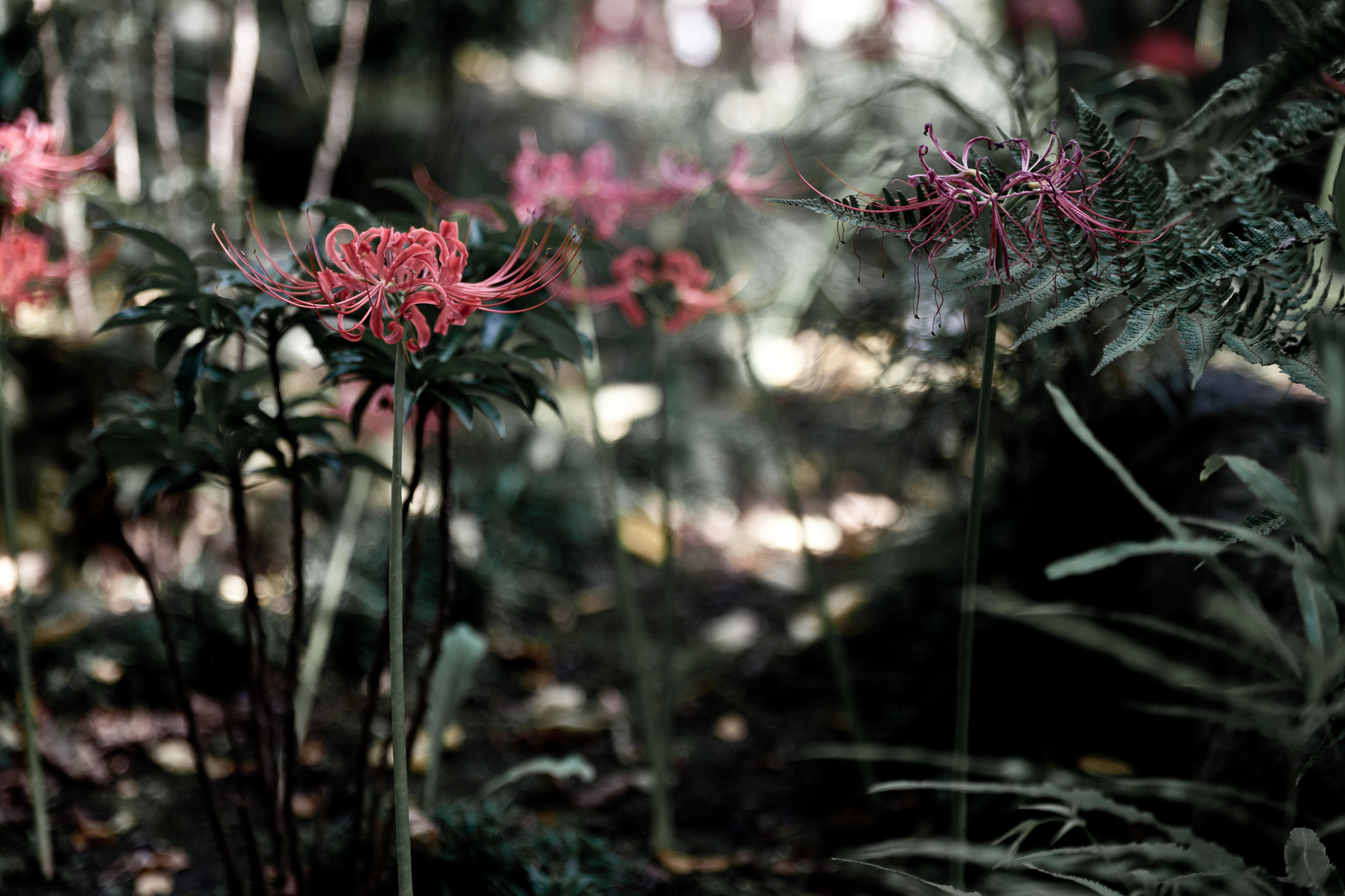 画像関連:常泉寺