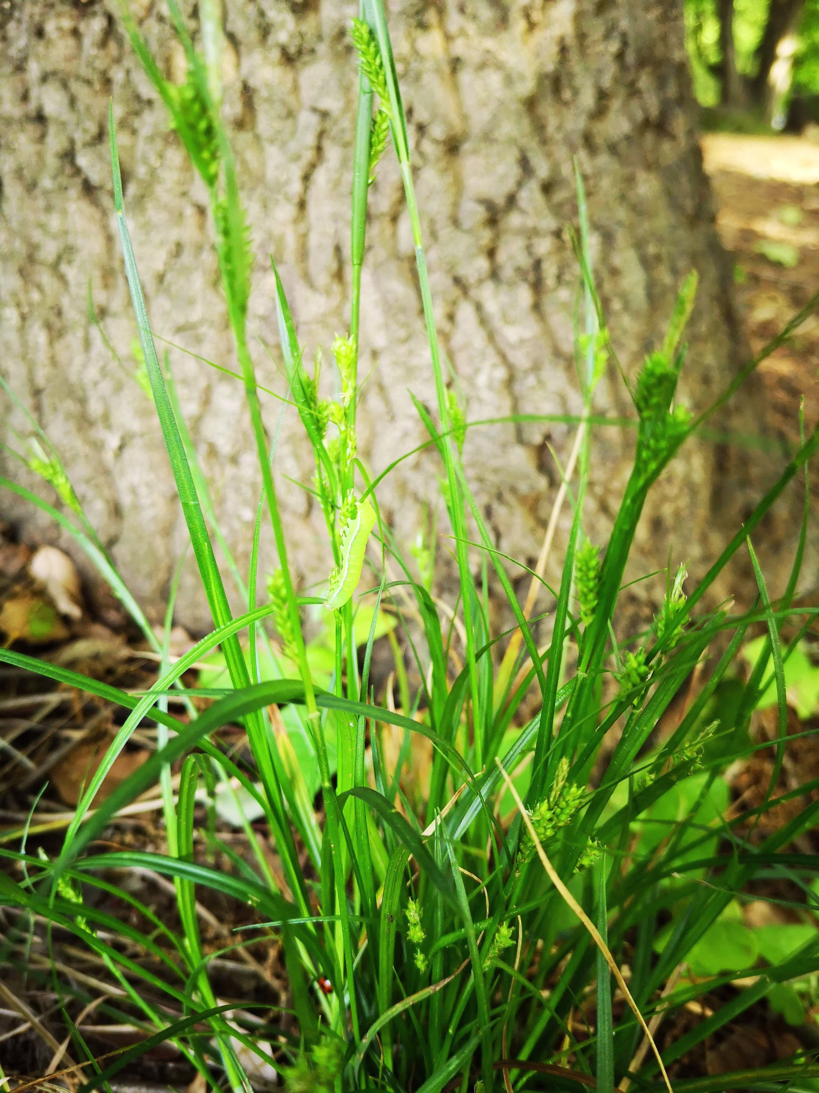 画像関連:虫です