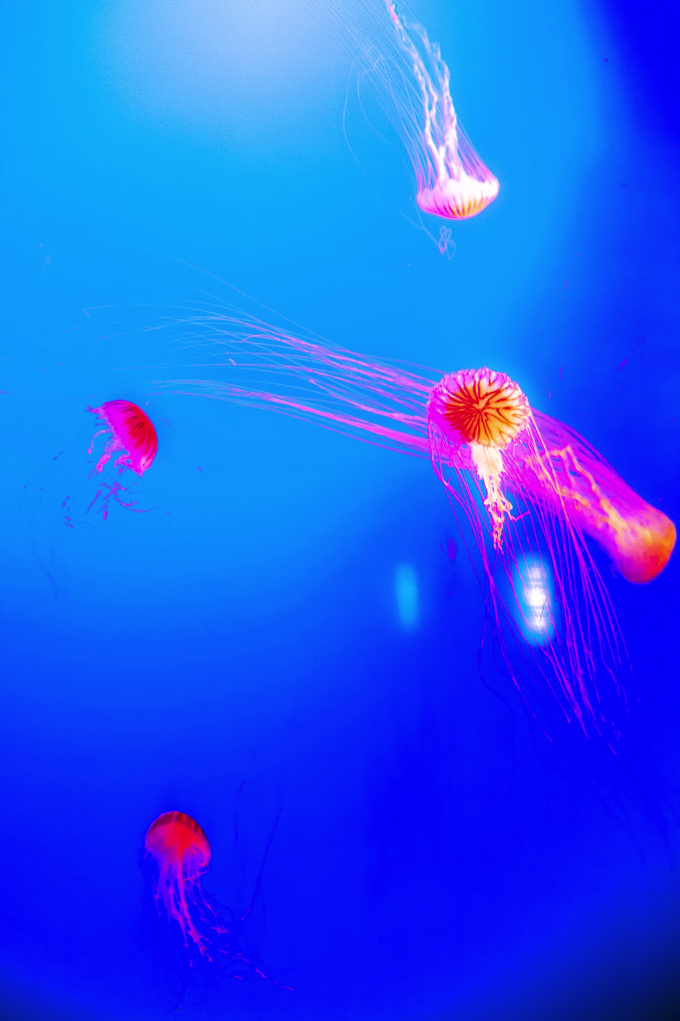 画像関連:江ノ島水族館