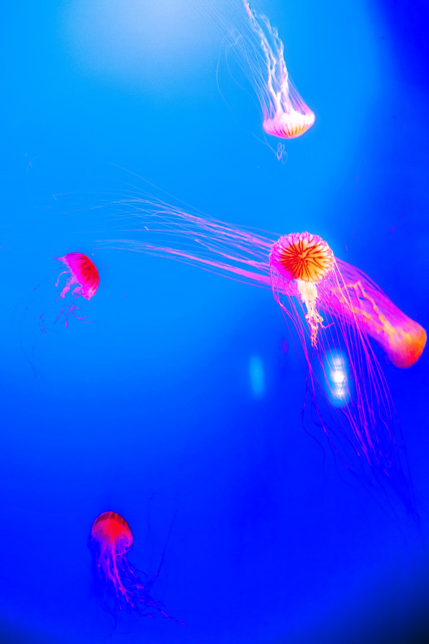 画像関連:江ノ島水族館
